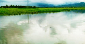 Sudah Harga Karet Murah, Padi Pula Gagal Panen