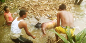 Mayat Pria 20-an Tahun Hanyut di Batang Gadis