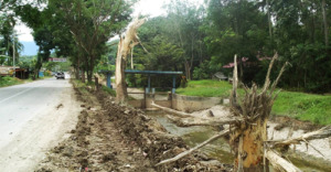 Pohon-pohon Pelindung di JL. Jend. Haris Nasution Dirobohkan. Belum Diketahui Siapa Yang Bertanggungjawab