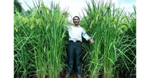 Petani Blitar Lahirkan Padi Raksasa