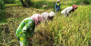PANEN PADI DI MANDAILING JULU