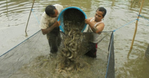 BUMDes Hutabangun Jae Sukses Usaha Ikan Lele