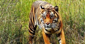 Harimau Muncul, 4 Kepdes Gunungtua Raya Surati BKSDA