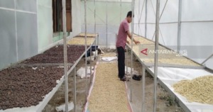 KSU Kopi Mandailing Berperan Penting di Ulupungkut