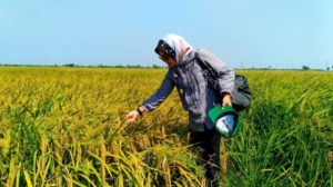 Padi Varietas IF16, Menghasilkan 12 Ton/Ha