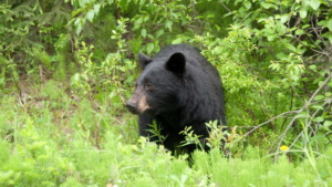Teror Beruang di Ulu Pungkut