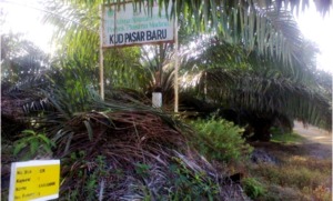 Ketika Program Plasma PTPN IV Tak Mensejahterakan di Madina