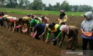 Petani Tapsel dan Kementan Kembangkan Bawang Merah