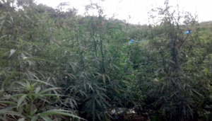 20 Hektar Ladang Ganja Ditemukan di Madina