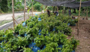 Yayasan Mataniari Suplay Bibit Buah di Madina