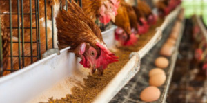 Pakan Lokal Solusi untuk Tekan Biaya Produksi Ternak Ayam
