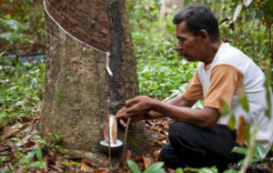 Harga Karet Alam Naik Tipis di Panyabungan