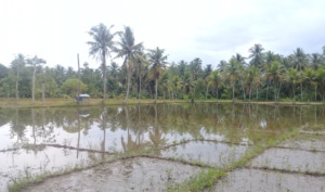 Sentra Ikan Mas di Panyabungan, Animo dan Kendala (Bagian 1)