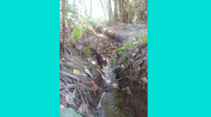 Konflik Antar Petani Akibat Irigasi Batang Gadis Kurang Urus (1)