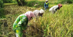 Tradisi Marsialapari di Mandailing