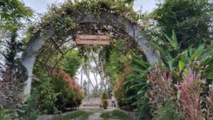 Silangit Koi: Wisata 3 Dimensi di Kotasiantar Panyabungan