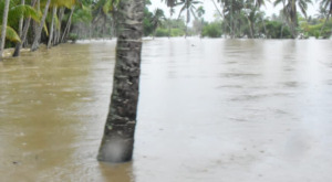 Banjir Madina, 620 Ha Sawah Gagal Panen, 4500 Hewan Ternak Mati
