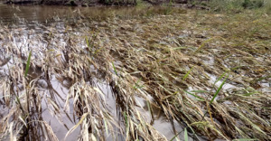 150 Ha Lahan Pertanian Tebenam di Kecamatan Siabu