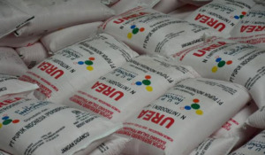 Tahun Ini Hanya Urea dan NPK yang Masuk Daftar Pupuk Subsidi