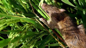 Sulit Atasi Hama Tikus pada Padi, Dosen IPB Bagikan Solusinya