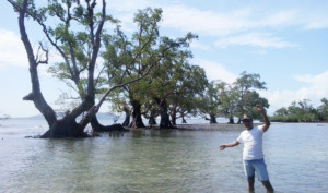 Mangrove Terkikis Ekonomi Nelayan Batahan Krisis
