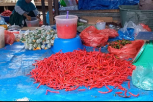 Harga Cabai di Madina Mulai Pedas