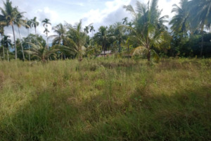 Petani Saba Palas di Panyabungan Jae ngeluh, 2 tahun Tak Nyawah