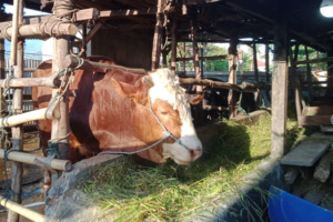 Imbas Wabah PMK, Penjualan Sapi Kurban di Madina Berkurang 50 %