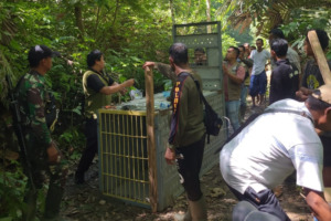 Seram, Harimau Kembali Datangi  Bangkai Sapi Yang Sempat Tak Habis di Lahap