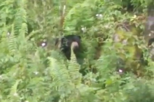 Beruang Madu Obrak Abrik Tempat Produksi Gula Aren Warga Sopo Tinjak