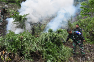 TNI Kembali Temukan Ladang Ganja di Torsihite Madina