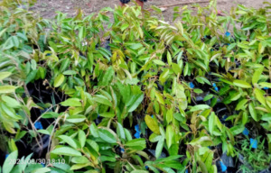 Pantastis, Anggaran Pengadaan Bibit Buah Dari Dana Desa Capai 50 juta/ Desa