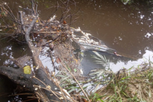 Limbah PMKS Diduga Biang Kerok Sungai Pisusuk di Batahan Berubah Warna dan Bau