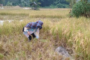Kadistan Madina Minta Petani Segera Tanam Ulang Setelah Masa Panen. Kenapa ?