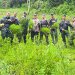 Polres Madina Temukan Ladang Ganja 1 Hektar
