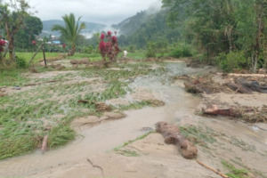 Akibat Banjir Belasan Hektar Tanaman Padi di Dua Kecamatan di Madina Alami Kerusakan
