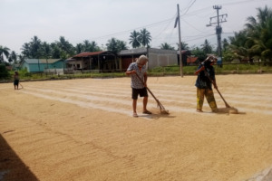 Panen Serentak Buat Harga Gabah di Madina Turun 