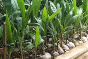 Kepala Desa Tidak Tau Siapa Pendor Pengadaan Bibit Kelapa Proyek APBDes 2024 Madina