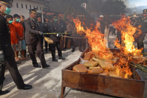 Hari Bhayangkara ke 78, Polres Madina Musnahkan 140 kg Barbut Ganja