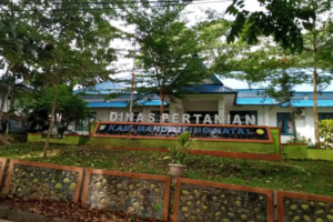 Ada Rp.381.165.000 Dana Untuk Pengadaan Obat Obatan Hewan Ternak di Dinas Pertanian Madina