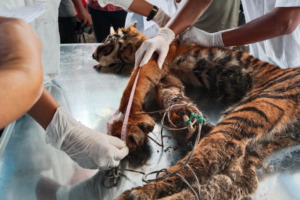 Harimau Sumatera di Madina Tewas Kana Jerat Binatang