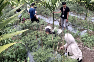 Pemberdayaan Ekonomi Muara Mais: Optimalkan Potensi Lahan untuk Pertanian