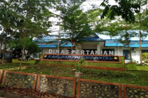 Ada Pengadaan Obat Obatan di Distan Madina, Saat Dikonfirmasi, Staf Mengaku Kabid Sedang Tidur