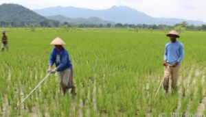 Ini Langkah PUPR Madina untuk Mengembalikan Produktivitas Lahan Pertanian