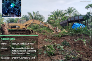 Pelaku Tambang Emas Ilegal Mulai Garap Kawasan Perkebunan PT PSU di Natal