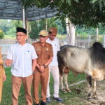 Kurban, Pemkab Madina Sediakan 14 Sapi 4 Kambing