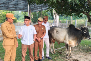Kurban, Pemkab Madina Sediakan 14 Sapi 4 Kambing