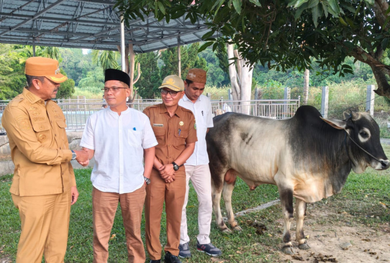 Kurban, Pemkab Madina Sediakan 14 Sapi 4 Kambing