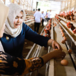 Atika, Bawa Peternak ke Payakumbuh, Target Penuhi 20 Persen Telur di Madina