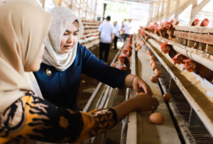 Atika, Bawa Peternak ke Payakumbuh, Target Penuhi 20 Persen Telur di Madina